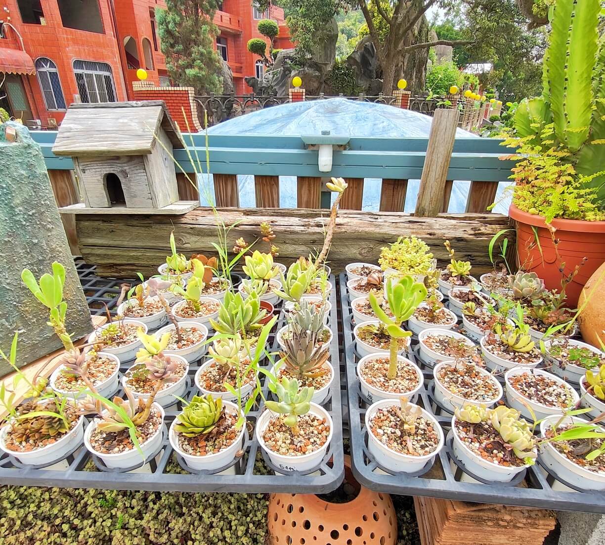 龍潭三洽水觀光｜巨無霸佳河錦鯉園、繞山花、三和青創基地、多肉植物園、手作DIY活動~喝個可愛到不行午茶 ！ @💕小美很愛嚐💕