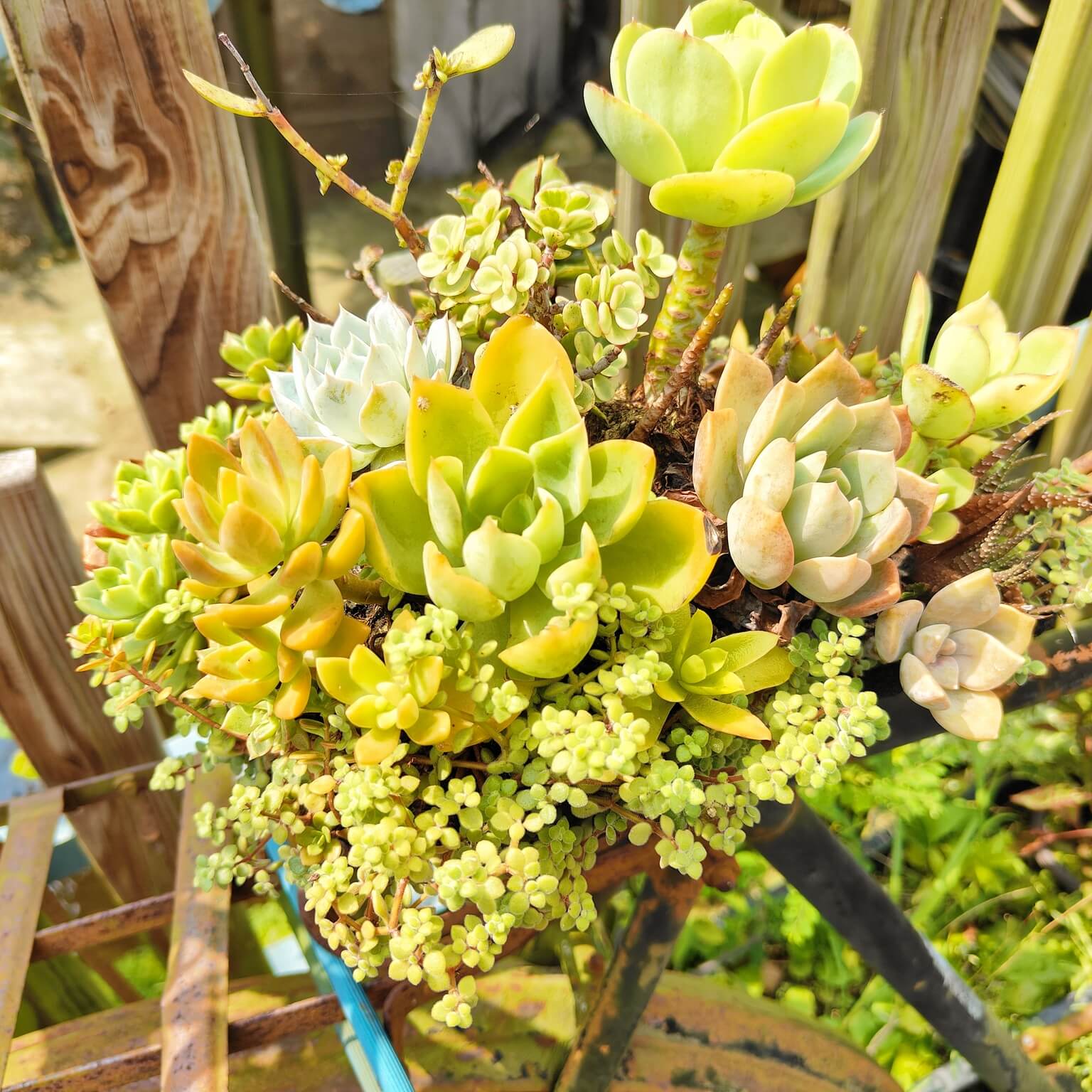 龍潭三洽水觀光｜巨無霸佳河錦鯉園、繞山花、三和青創基地、多肉植物園、手作DIY活動~喝個可愛到不行午茶 ！ @💕小美很愛嚐💕