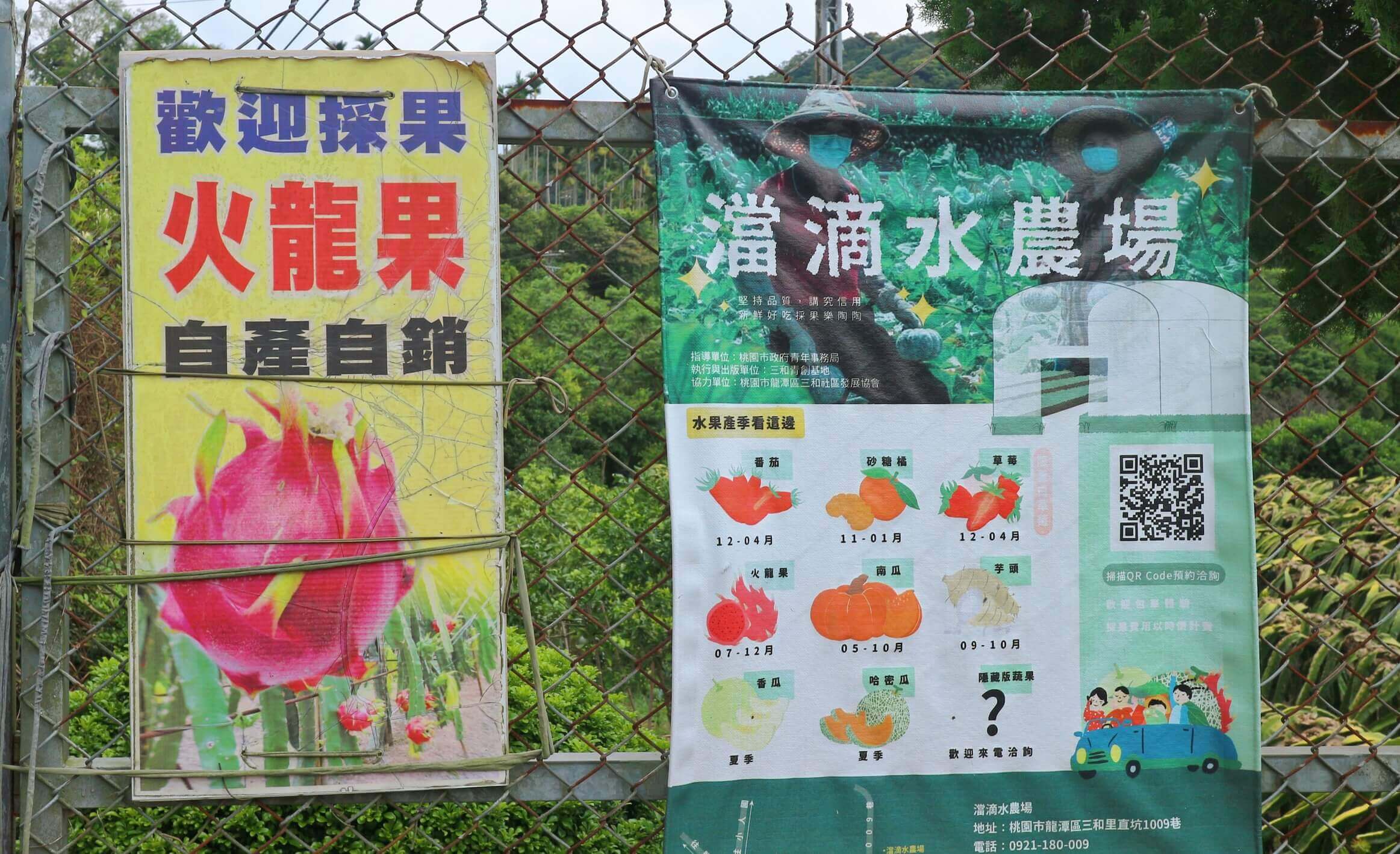 龍潭三洽水觀光｜澢滴水紅龍果園、桃園也有採果秘境！自產自銷當季水果蔬菜、有機農產品！ @💕小美很愛嚐💕