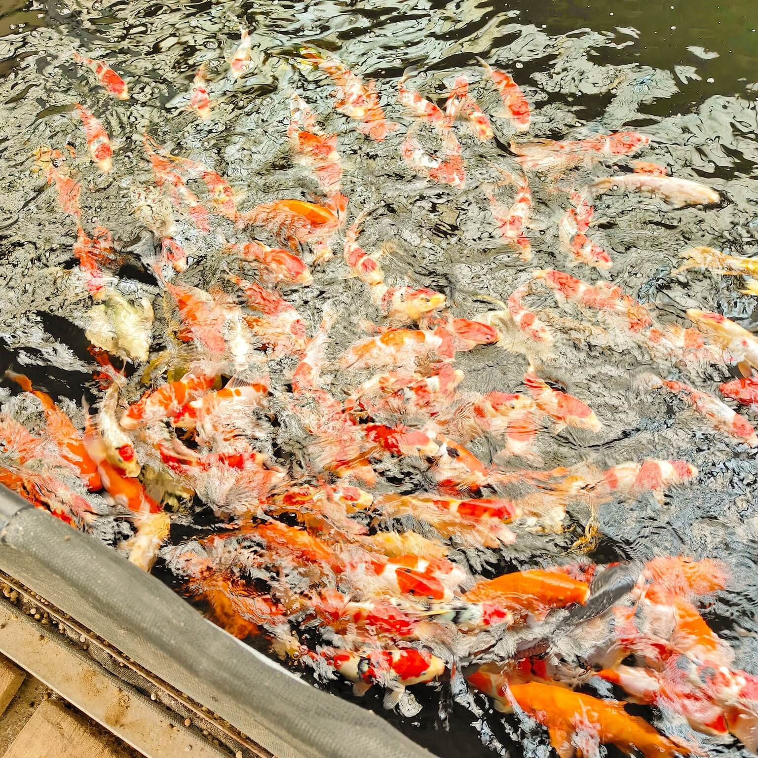 龍潭三洽水觀光｜巨無霸佳河錦鯉園、繞山花、三和青創基地、多肉植物園、手作DIY活動~喝個可愛到不行午茶 ！ @💕小美很愛嚐💕