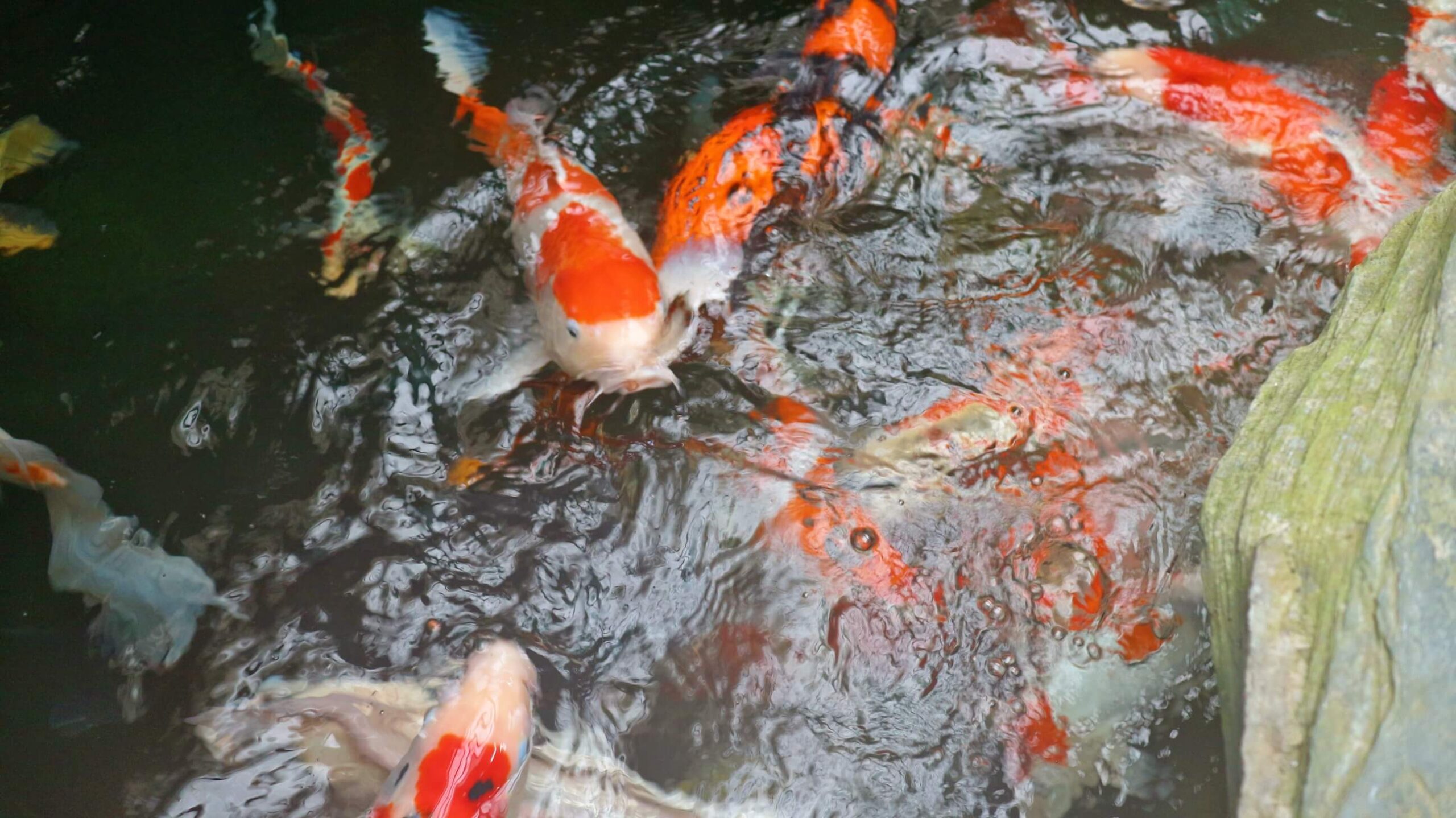 龍潭三洽水觀光｜巨無霸佳河錦鯉園、繞山花、三和青創基地、多肉植物園、手作DIY活動~喝個可愛到不行午茶 ！ @💕小美很愛嚐💕