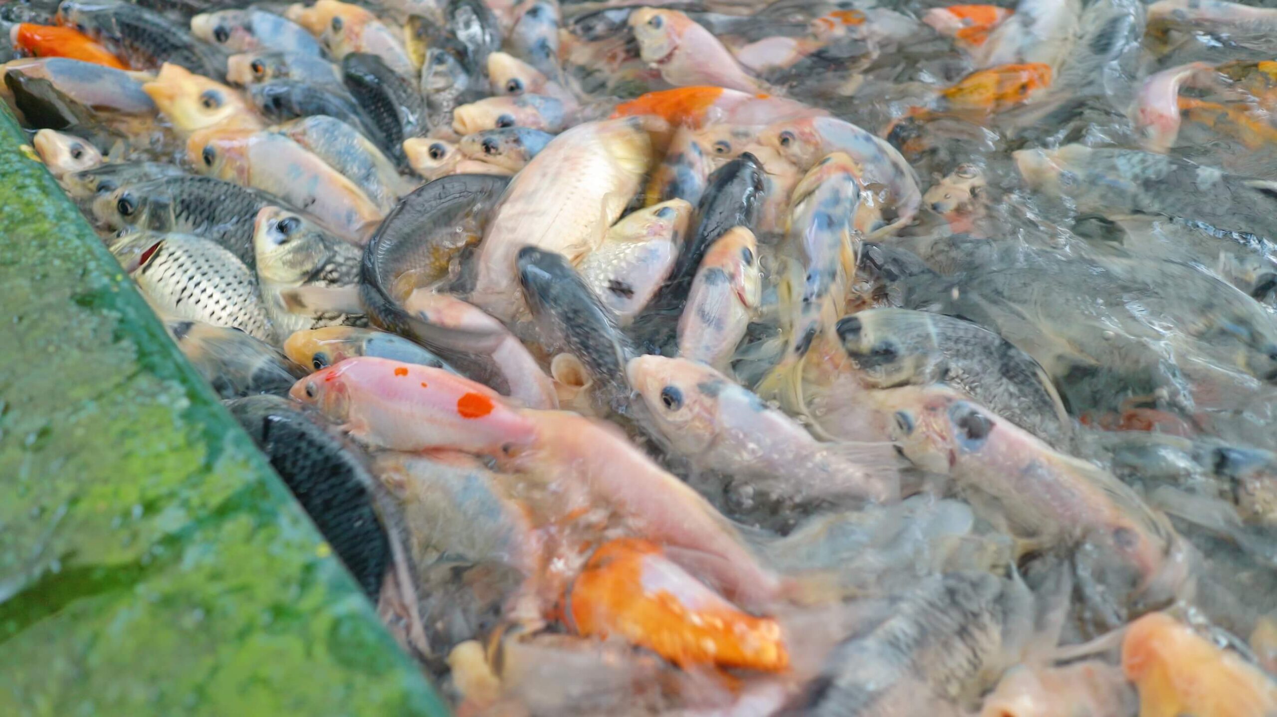 龍潭三洽水觀光｜巨無霸佳河錦鯉園、繞山花、三和青創基地、多肉植物園、手作DIY活動~喝個可愛到不行午茶 ！ @💕小美很愛嚐💕