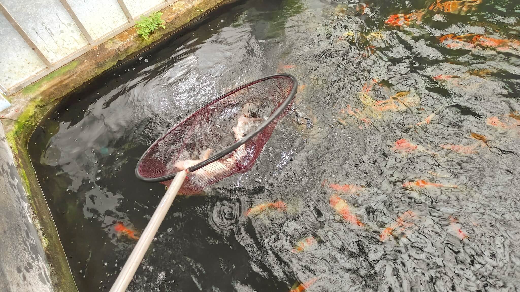 龍潭三洽水觀光｜巨無霸佳河錦鯉園、繞山花、三和青創基地、多肉植物園、手作DIY活動~喝個可愛到不行午茶 ！ @💕小美很愛嚐💕