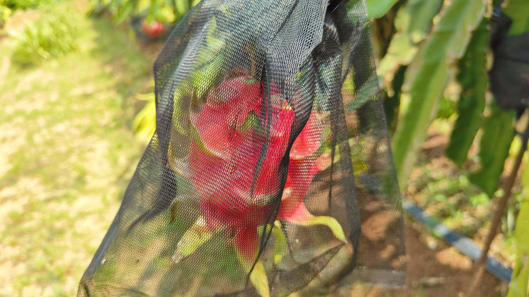 龍潭三洽水觀光｜澢滴水紅龍果園、桃園也有採果秘境！自產自銷當季水果蔬菜、有機農產品！ @💕小美很愛嚐💕