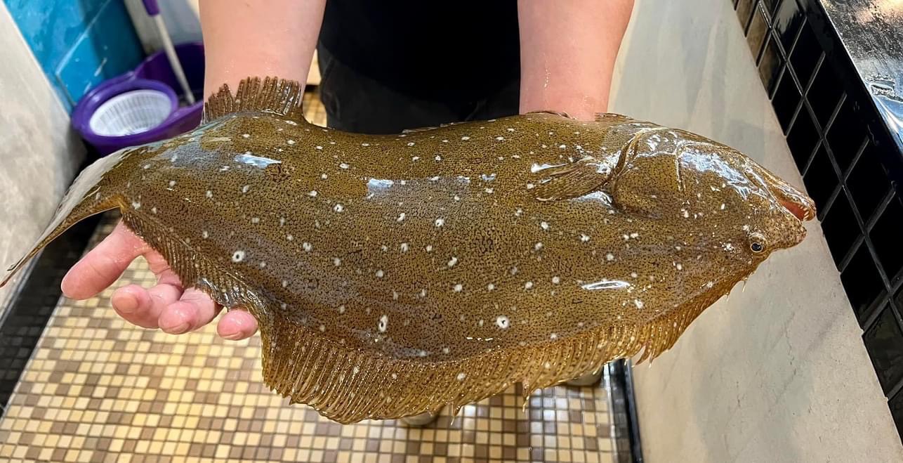 中山美食｜海九澎湖海鮮餐廳、不只新鮮、還有滿滿美味與澎湃感動！活比目魚生魚片台灣也吃得到！ @💕小美很愛嚐💕