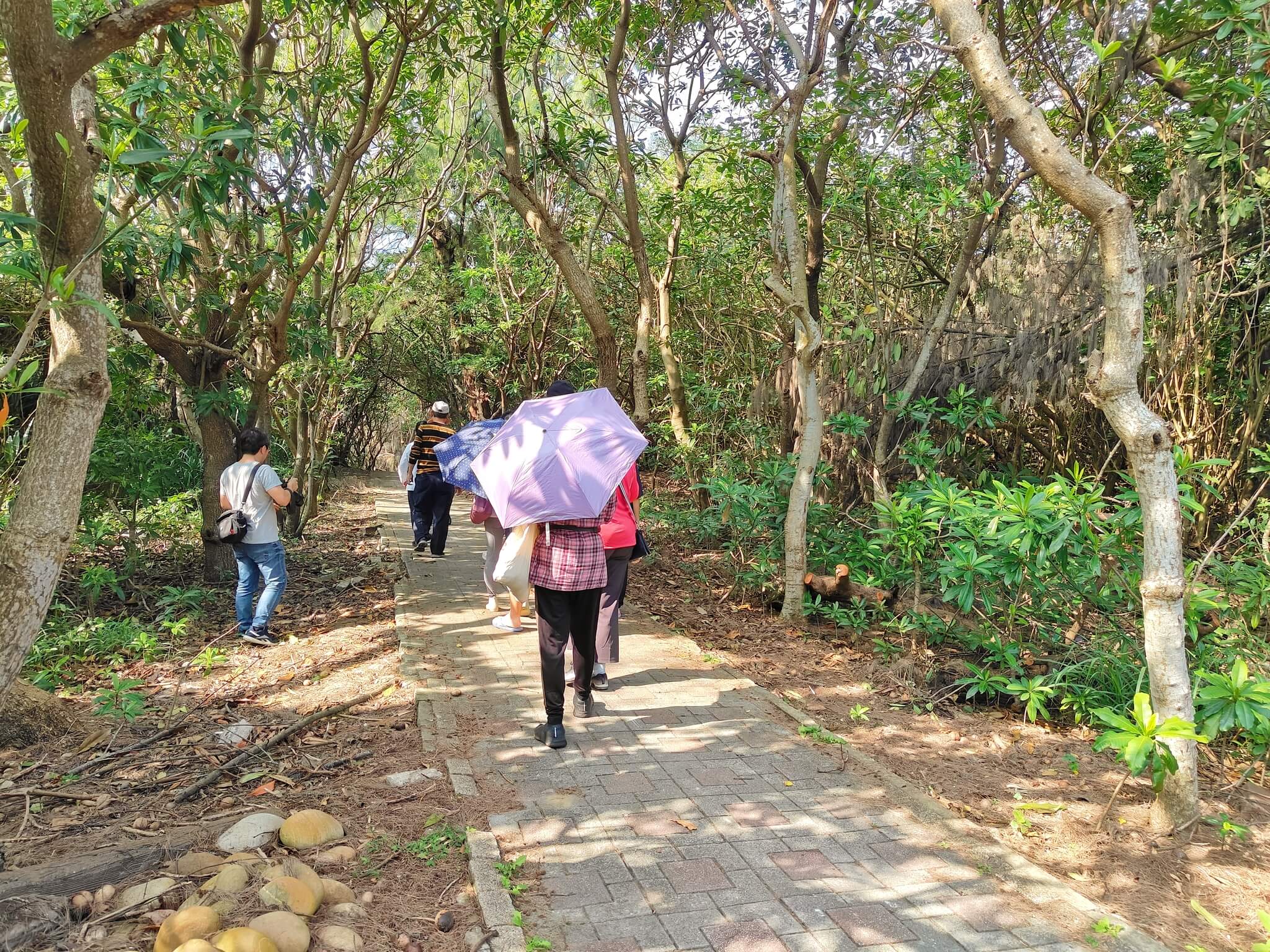 新屋秘境推薦、跟著在地人漫遊新屋趣～蘭園養蜂場、體驗蓋石滬挖海瓜子捕魚、漫步新屋綠色隧道！ @💕小美很愛嚐💕