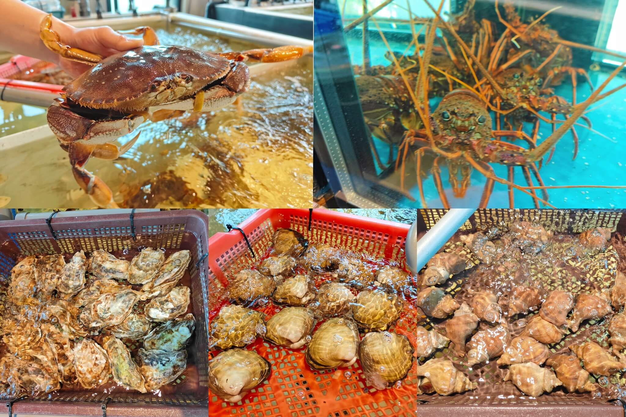 竹北美食｜宗初水產、上百種肉類海鮮任你挑選、還可以代客料理新鮮海鮮送上桌！ @💕小美很愛嚐💕