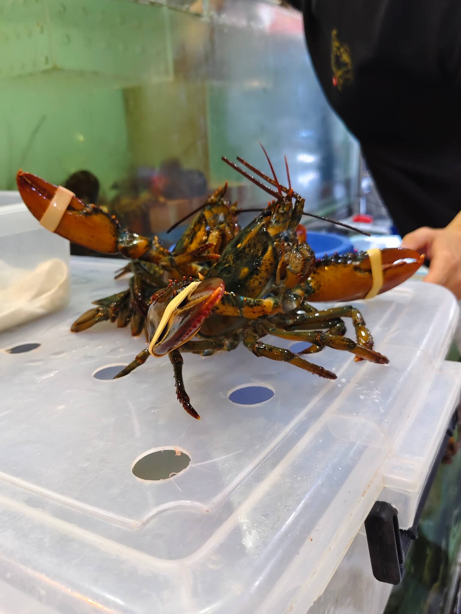 板橋美食|蒸天下海鮮蒸氣火鍋、活體海鮮、霸氣美味一鍋三吃! - 第8張圖 板橋美食|蒸天下海鮮蒸氣火鍋、活體海鮮、霸氣美味一鍋三吃!