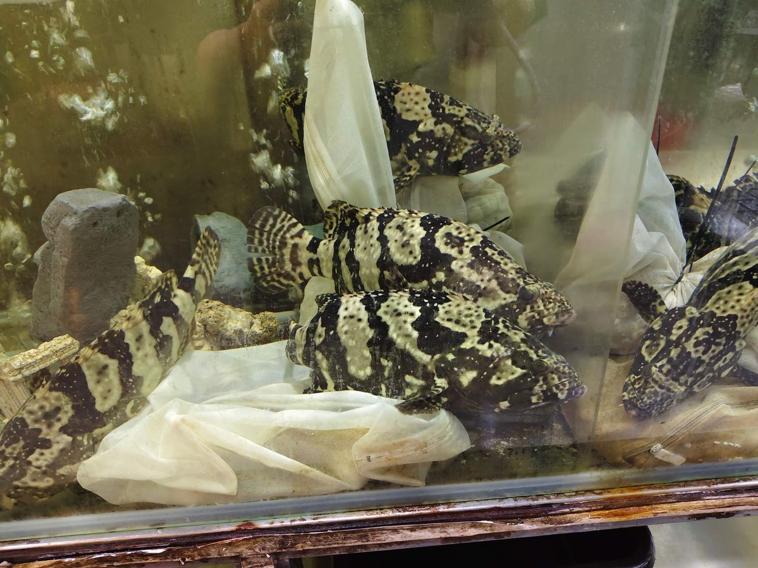 板橋美食|蒸天下海鮮蒸氣火鍋、活體海鮮、霸氣美味一鍋三吃! - 第9張圖 板橋美食|蒸天下海鮮蒸氣火鍋、活體海鮮、霸氣美味一鍋三吃!