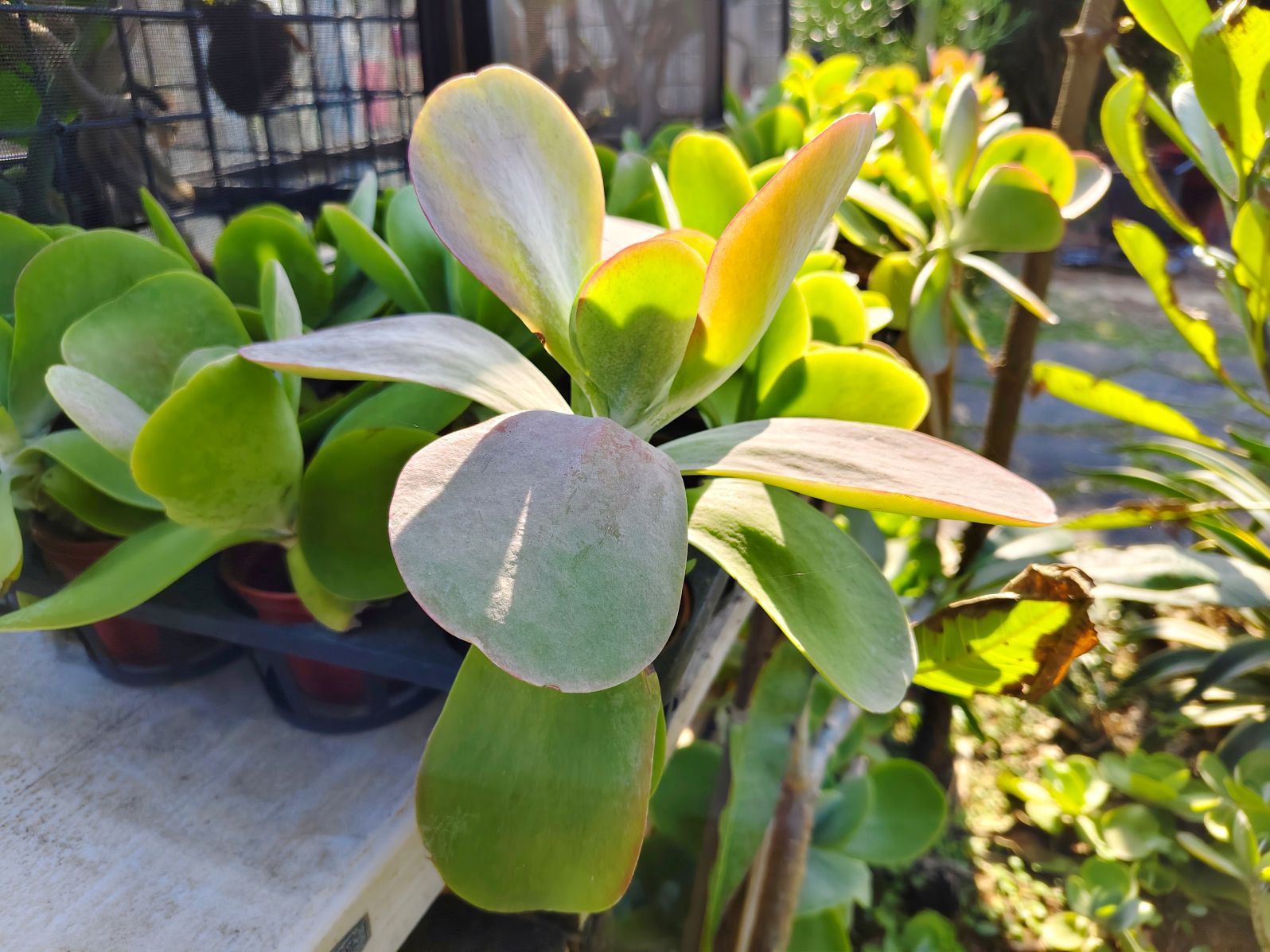 新北三芝海景咖啡廳｜秘境小峇里、如墾丁美景、湛藍大海盡收眼底！