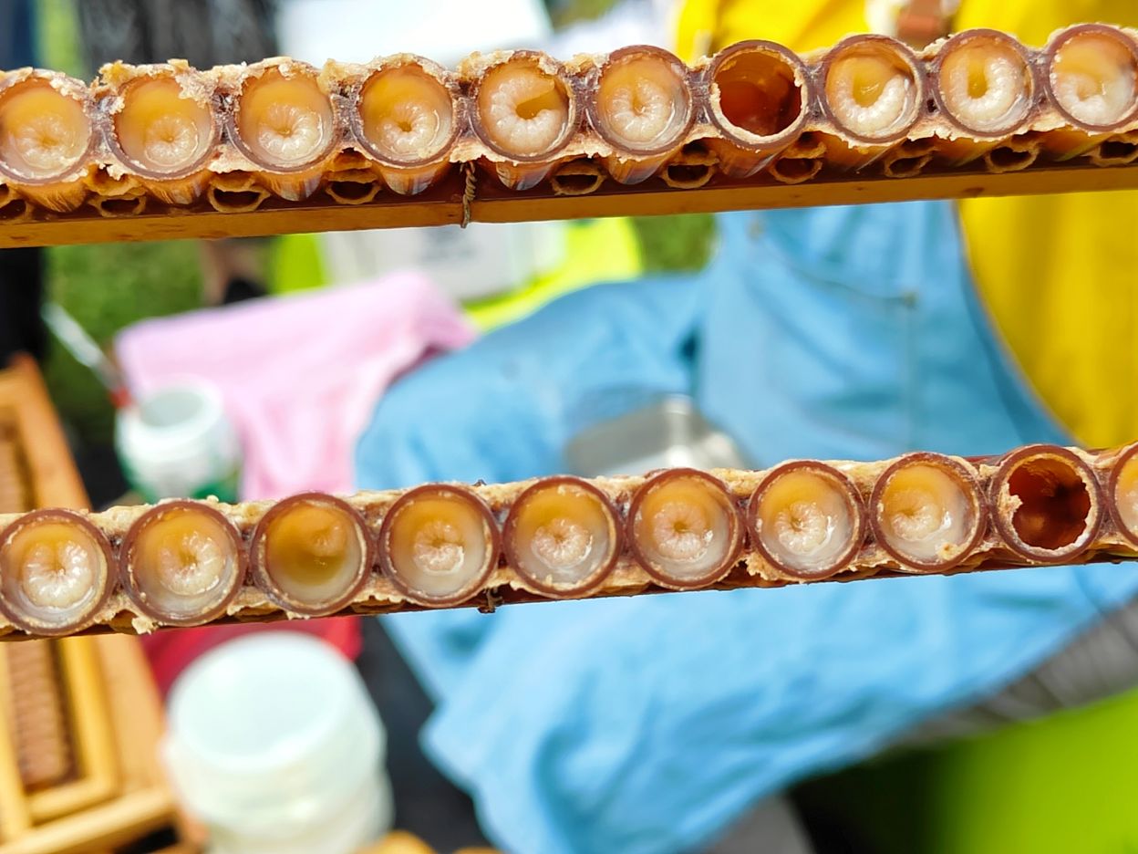 台南景點推薦|全台第一家以蜂蜜為主題 蜂蜜觀光工廠、(免費)親子旅遊、東和蜂文化觀光工廠! - 第15張圖 台南景點推薦|全台第一家以蜂蜜為主題 蜂蜜觀光工廠、(免費)親子旅遊、東和蜂文化觀光工廠!
