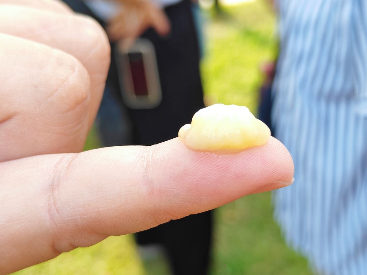 台南景點推薦|全台第一家以蜂蜜為主題 蜂蜜觀光工廠、(免費)親子旅遊、東和蜂文化觀光工廠! - 第18張圖 台南景點推薦|全台第一家以蜂蜜為主題 蜂蜜觀光工廠、(免費)親子旅遊、東和蜂文化觀光工廠!